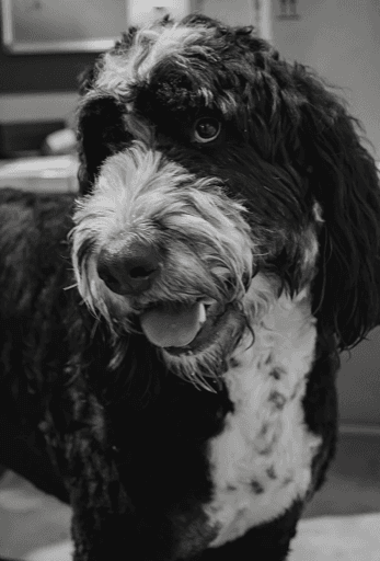 Scottie